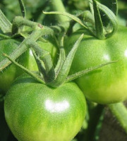 Mon Petit Producteur - Tomate Ronde Bio Paola Verte [vendu Par 3kg]