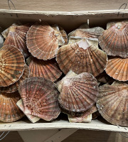 Chalutier La Jajane - Coquilles Saint Jacques entières de la Baie de St Brieuc - 6kg