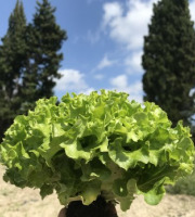 La Boite à Herbes - Jeune Batavia Verte Bio