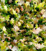 Nature et Saveurs - Ferme Aquaponique et Permacole Astérienne - Jeunes Feuilles — Mizuna Rouge “Mazerati”