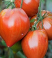 Maréchal Fraicheur - Tomates cœur de bœuf - 1 kg