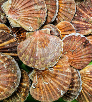 Ocean Frais - Coquilles Saint Jacques - 1kilo