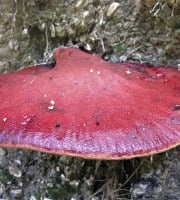 Des Poules et des Vignes à Bourgueil - Langue de bœuf (Fistulina hepatica) – Champignon sauvage