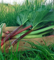 Les Vergers de la Vautée - Rhubarbe Bio