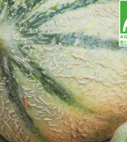 Mon Petit Producteur - Melon Céleste [ Poids Moyen 700g ]