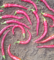 HERBA HUMANA - Piment Guindilla - 300g