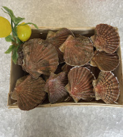 Laurenti et fils - coquilles Saint-Jacques vivantes- 6kgs