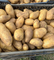 L’Echo Paysan - Pomme de terre Variété Babylon bio x2kg