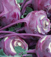 Les Jardins de Gérard - Chou rave Violet Bio - 250g