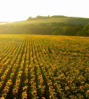 Les Vergers De Tailhac - Huile vierge de Tournesol