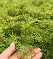 Agriloops - Moutarde de Chine - 150 g
