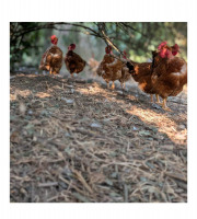 Ferme Cadillon - [Précommande] Lot de 5 poulardes fermières jaunes Label Rouge – Plus de 120 jours – Environ 2,2 kg pièce