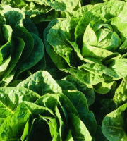 Maison Argentain - Romaine - 350g