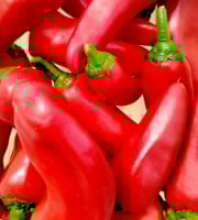 Nature et Saveurs - Ferme Aquaponique et Permacole Astérienne - Piment Goria – Le piment doux qui enflamme les assiettes