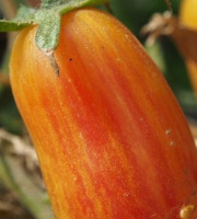 Mon Petit Producteur - Tomate Ancienne Bio Flame Blush [vendu Par 500g]