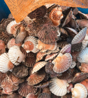 Saint Kerber - Cancale - Coquilles Saint Jacques de Saint Malo 12kg