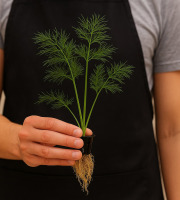 Nature et Saveurs - Ferme Aquaponique et Permacole Astérienne - Aneth vivante – finesse aromatique prête à l’usage