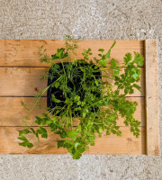 Nature et Saveurs - Ferme Aquaponique et Permacole Astérienne - Aromatiques vivants en mélange - 4 pots