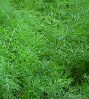 Agriloops - Aneth - sachets de 11g