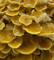 Naturélium - Le golden enoki 500g