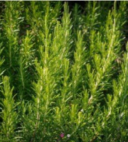 Les Herbes du Roussillon - Romarin frais - 9kg