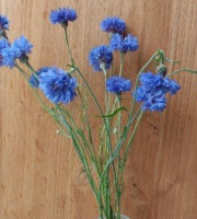 Rébecca les Jolies Fleurs - 600 fleurs de bleuet avec tiges couleur bleu