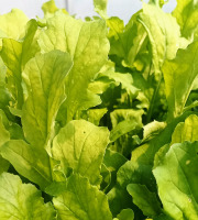 Nature et Saveurs - Ferme Aquaponique et Permacole Astérienne - Roquette