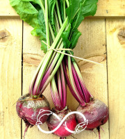 Nature et Saveurs - Ferme Aquaponique et Permacole Astérienne - Betterave Chioggia avec Fanes