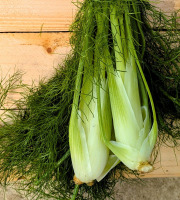 Nature et Saveurs - Ferme Aquaponique et Permacole Astérienne - Fenouil vrac sans fanes - 1kg