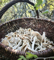 Naturélium - Pholiote du peuplier fraîche sauvage