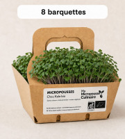 Ma Micropousse culinaire - Micro-pousses bio de chou kale – 8 barquettes