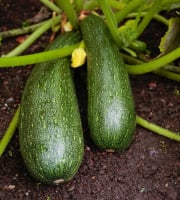 Maréchal Fraicheur - Courgettes - 1 kg