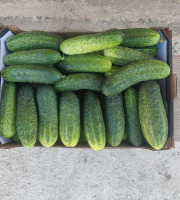 Ferme de la ville basse - Cornichons  Bio Mi-gros frais
