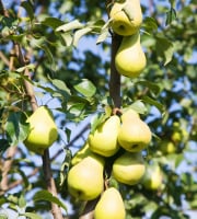 La Boite à Herbes - Poire william bio - 1kg