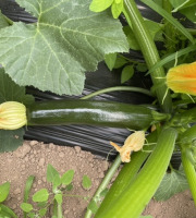 Le Potager de Sainte-Hélène - Courgette verte