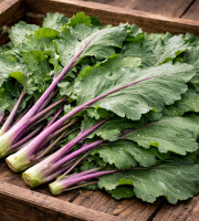 Nature et Saveurs - Ferme Aquaponique et Permacole Astérienne - Feuilles de chou-rave – fraîches, non traitées, polyvalentes