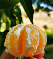 Maréchal Fraicheur - Mandarines Satsuma BIO - 5 kg
