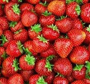 Les Jardins de Mondpa - fraises mélange