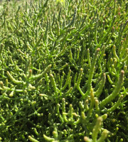 Agriloops - Salicorne Agriloops - Barquette 150 g