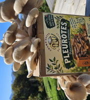 Champinette et Aromates - BOX DE CULTURE