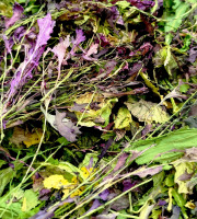 Nature et Saveurs - Ferme Aquaponique et Permacole Astérienne - Jeunes pousses séchées – condiment végétal concentré