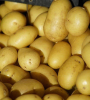 Nature et Saveurs - Ferme Aquaponique et Permacole Astérienne - Pomme de terre Colomba – éclat doré et fondant parfait