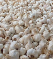 La Panacée bio - Ail blanc Demeter de Lectoure - 250 g
