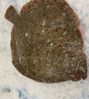 Notre poisson - Turbot avec tête - 400gr/1kg