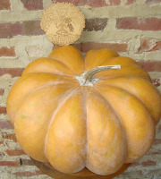 Ferme de Cernunnos - Courge Musquée de Provence entière - 12,1 kg