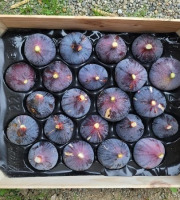 Figaro - Figues noires fraîches Bio – 3,9 à 4,5kg