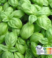Les Nouvelles Fermes - Basilic vert (sachet 500g)