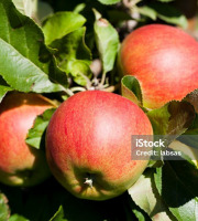 Le Châtaignier - pomme Boskoop ( 1 kg )