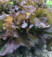 La Boite à Herbes - Salade batavia rouge bio 1 pièce