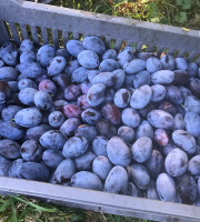 La Ferme des Prun'Elles - Quetsches 2,5 kg